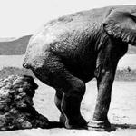 Elephant Pooping