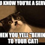 Confused Cats Cake Day | YOU KNOW YOU'RE A SERVER; WHEN YOU YELL "BEHIND" TO YOUR CAT! | image tagged in confused cats cake day | made w/ Imgflip meme maker