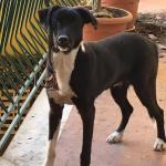 cane cattivo