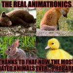 FNAF | THE REAL ANIMATRONICS; THANKS TO FNAF NOW THE MOST HATED ANIMALS EVER... PROBABLY | image tagged in fnaf | made w/ Imgflip meme maker