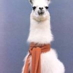 Alpaca scarf | AN ADVENTURE? ALPACA MY BAGS | image tagged in alpaca scarf | made w/ Imgflip meme maker