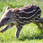 Baby Tapir