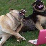 Dogs laughting meme
