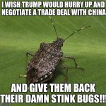 Stink bug | I WISH TRUMP WOULD HURRY UP AND NEGOTIATE A TRADE DEAL WITH CHINA; AND GIVE THEM BACK THEIR DAMN STINK BUGS!!! | image tagged in stink bug | made w/ Imgflip meme maker