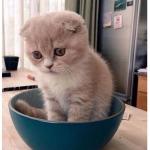 sad Kitten in Food Bowl