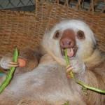 Sloth Eat