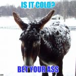 Cold Ass | IS IT COLD? BET YOUR ASS | image tagged in cold ass | made w/ Imgflip meme maker