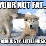 huskymeme | YOUR NOT FAT... YOUR JUST A LITTLE HUSKY | image tagged in huskymeme | made w/ Imgflip meme maker