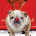 Christmas Hound | I'LL "MERRY CHRISTMAS" YOU! | image tagged in christmas hound | made w/ Imgflip meme maker