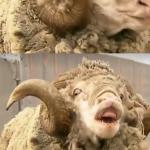 Sheep Ram