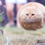 The flying cat