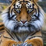 Tiger Looking at You