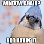 Blue jay | WINDOW AGAIN? NOT HAVIN' IT | image tagged in blue jay | made w/ Imgflip meme maker