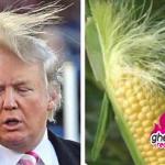 trump vs corn meme