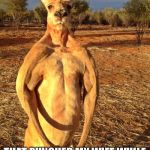 Buff Kangaroo | WHERE'S THE PUNK; THAT PUNCHED MY WIFE WHILE SHE WAS PETTING A DOG | image tagged in buff kangaroo | made w/ Imgflip meme maker