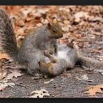 squirrel CPR
