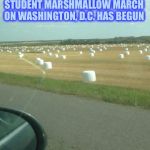 Field of marshmellows | THE ONE MILLION LIBERAL COLLEGE STUDENT MARSHMALLOW MARCH ON WASHINGTON, D.C. HAS BEGUN | image tagged in field of marshmellows | made w/ Imgflip meme maker