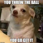 Angry Dog | YOU THREW THE BALL; YOU GO GET IT | image tagged in angry dog | made w/ Imgflip meme maker