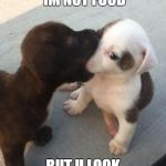 puppies | JO I SAID IM NOT FOOD; BUT U LOOK LIKE ICE CREAM | image tagged in puppies | made w/ Imgflip meme maker