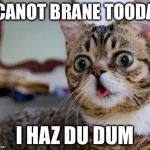 Derpy cat | I CANOT BRANE TOODAY; I HAZ DU DUM | image tagged in derpy cat | made w/ Imgflip meme maker