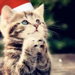 begging christmas cat
