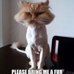 Shaved Pussy Cat | DEAR SANTA; PLEASE BRING ME A FUR COAT- MY HUMANS STOLE MINE. | image tagged in shaved pussy cat | made w/ Imgflip meme maker