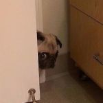 pug peeking | DO I HEAR POPCORN POPPING???????? | image tagged in pug peeking | made w/ Imgflip meme maker