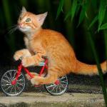 Cat Riding Bike