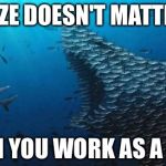 Fish Teamwork | SIZE DOESN'T MATTER; WHEN YOU WORK AS A TEAM | image tagged in fish teamwork | made w/ Imgflip meme maker