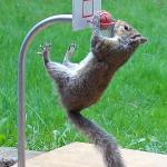 Squirrel Dunk