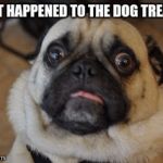 Pug worried | WHAT HAPPENED TO THE DOG TREATS? | image tagged in pug worried | made w/ Imgflip meme maker