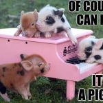 Performance Pigs  | OF COURSE WE CAN PLAY IT; IT'S A PIGANO | image tagged in performance pigs | made w/ Imgflip meme maker
