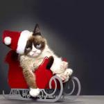 christmas grumpy cat meme