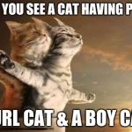 catslovers | WHEN YOU SEE A CAT HAVING PROM... A GURL CAT & A BOY CAT...! | image tagged in catslovers | made w/ Imgflip meme maker