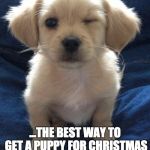 Harmless guilty pleasure puppy | REMEMBER, CHILDREN... ...THE BEST WAY TO GET A PUPPY FOR CHRISTMAS IS TO KEEP ASKING FOR A BABY BROTHER. | image tagged in harmless guilty pleasure puppy | made w/ Imgflip meme maker