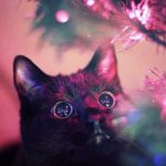 Christmas Cat | SO SHINY ... MUST MURDER IT | image tagged in christmas cat | made w/ Imgflip meme maker
