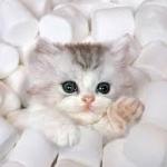 marshmallow kitty meme