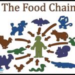 Food Web