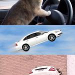 cat car meme