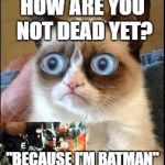 Grumpy Cat Shocked | HOW ARE YOU NOT DEAD YET? "BECAUSE I'M BATMAN" | image tagged in grumpy cat shocked | made w/ Imgflip meme maker