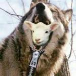 Sheep wolf