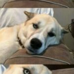 Bored Pun Dog | YES DEAR ... YES DEAR ... YES DEAR ... OH.  MY TURN TO TALK? | image tagged in bored pun dog | made w/ Imgflip meme maker