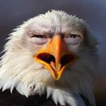 Angry Eagle Trump meme