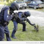 Fight Crime LAter, Pet Kitty Now meme