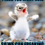Screaming Bird | I NEED YOU, I NEED YOU, I NEED YOU RIGHT NOW; SO WE CAN FREAKING ROLEPLAY | image tagged in screaming bird | made w/ Imgflip meme maker
