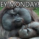 Monday Monkey | HEY MONDAY!!! | image tagged in monday monkey,monday,weekend,fuck monday | made w/ Imgflip meme maker