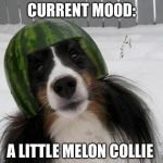 Current mood: A little Melon Collie | CURRENT MOOD:; A LITTLE MELON COLLIE | image tagged in melon collie,memes,funny,mood | made w/ Imgflip meme maker