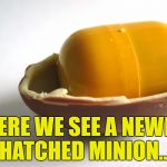 It's better if you read it in David Attenborough's voice... | HERE WE SEE A NEWLY HATCHED MINION... | image tagged in kinder minion,memes,minions,david attenborough,animals,movies | made w/ Imgflip meme maker