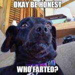 Holly the Dog | OKAY BE HONEST; WHO FARTED? | image tagged in holly the dog | made w/ Imgflip meme maker