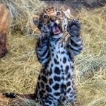 Rawr | RAWR | image tagged in big cats,jaguar kitten,cute,adorable,love | made w/ Imgflip meme maker